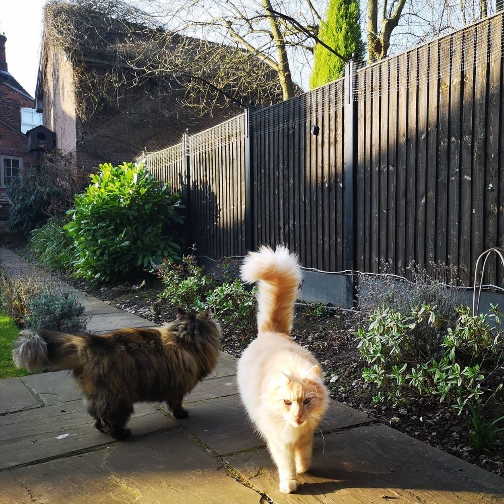 Are Your Cats Taking on Your Personality Traits?