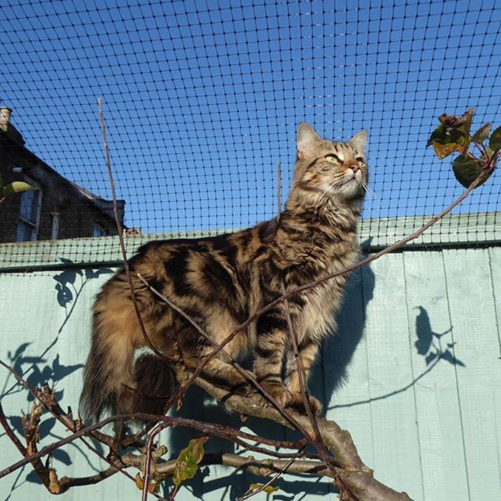 Autumn Tips for Kitties