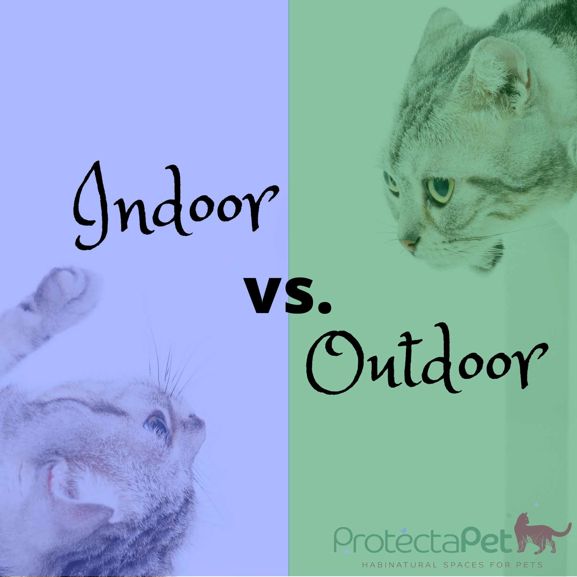 Is it Cruel to Keep my Cat Indoors?