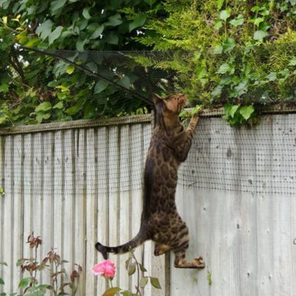 Bengal Cat Fencing, Cat Enclosures, Cat Runs and Catios