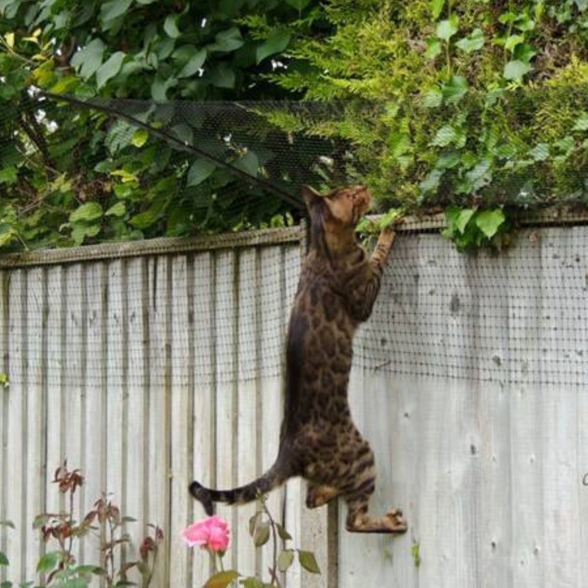 Bengal Cat Fencing, Cat Enclosures, Cat Runs and Catios