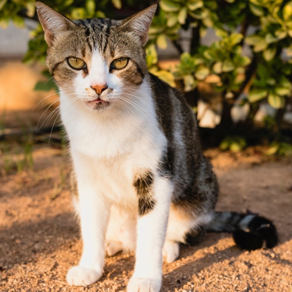 Bishop’s Castle Police Investigating After Dead and Injured Cats Discovered