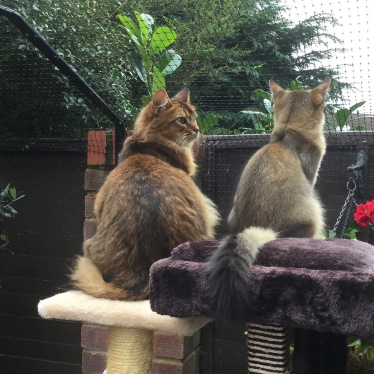 British Invention the Future of Responsible Cat Ownership