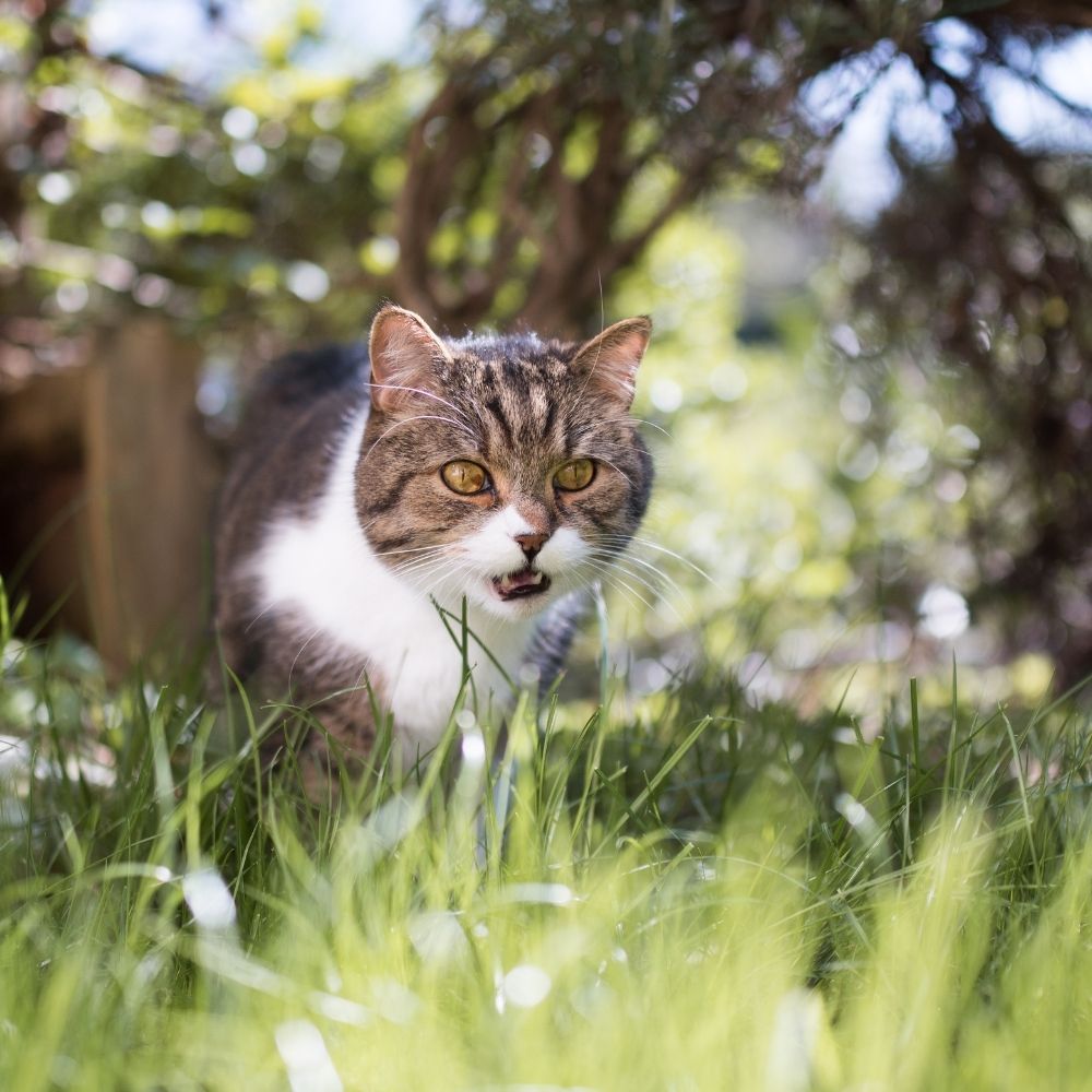 Can Cats Catch and Spread Covid-19?