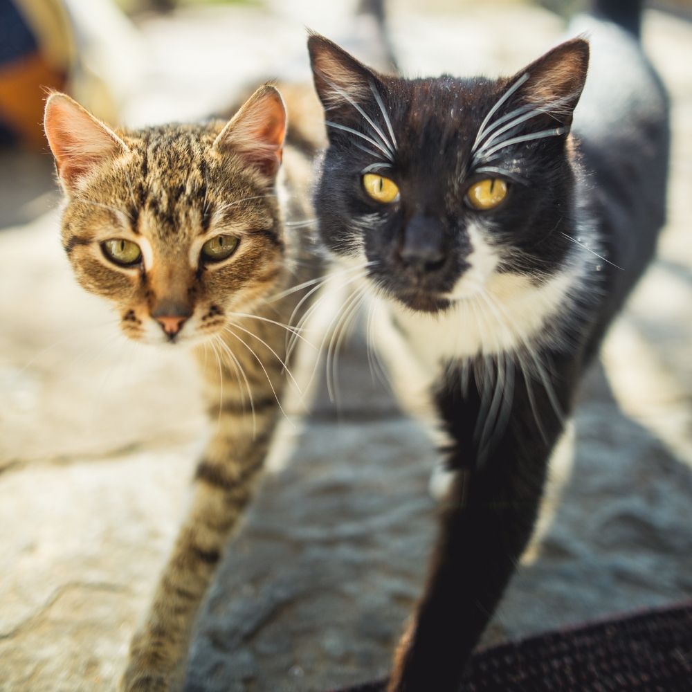 Can Cats Infect Each Other with Corona Virus?