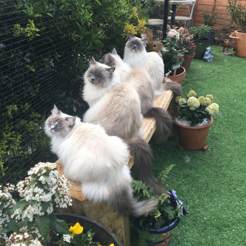 Can cats live happily with unrelated cats?