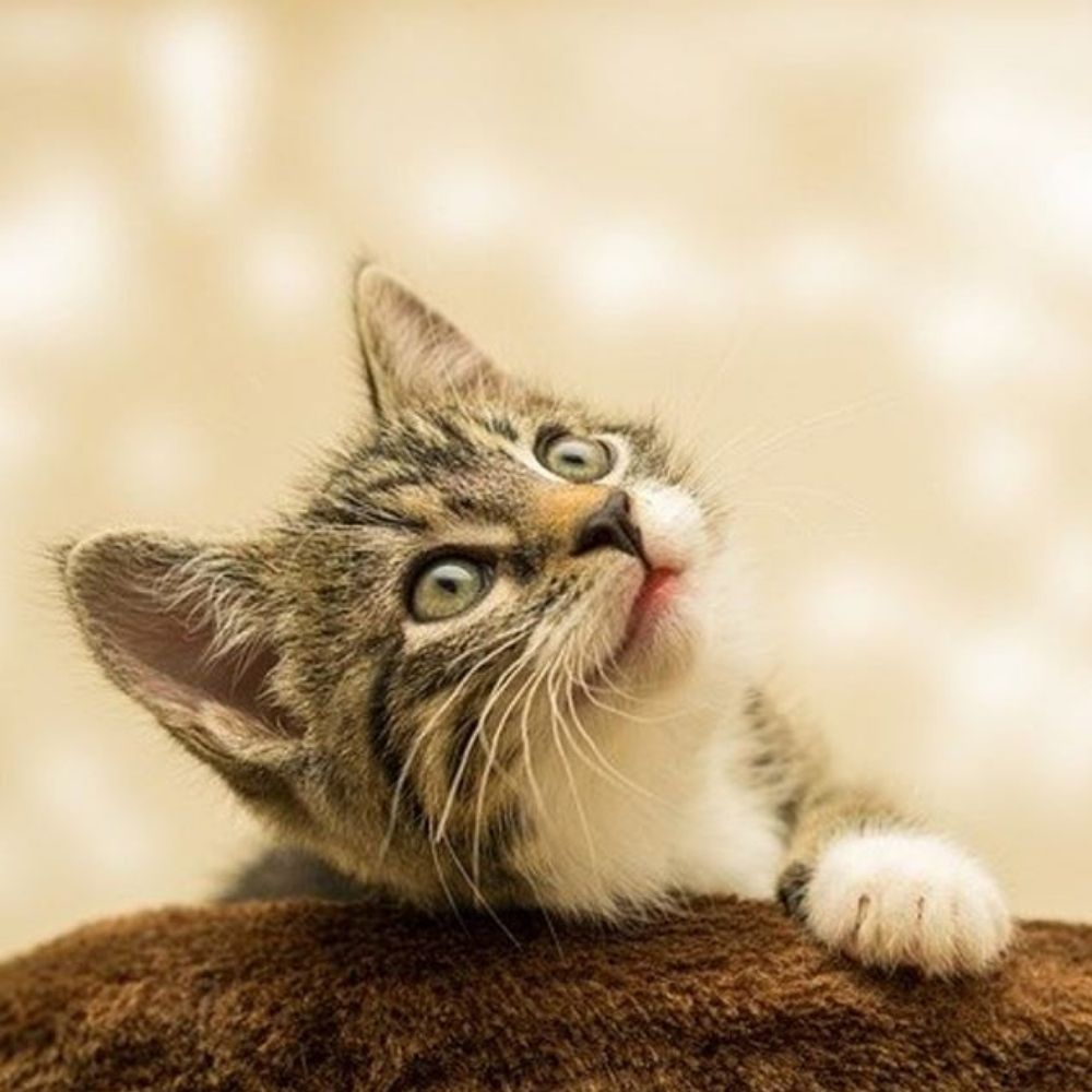 Can I Adopt an Indoor Only Cat from a Shelter?