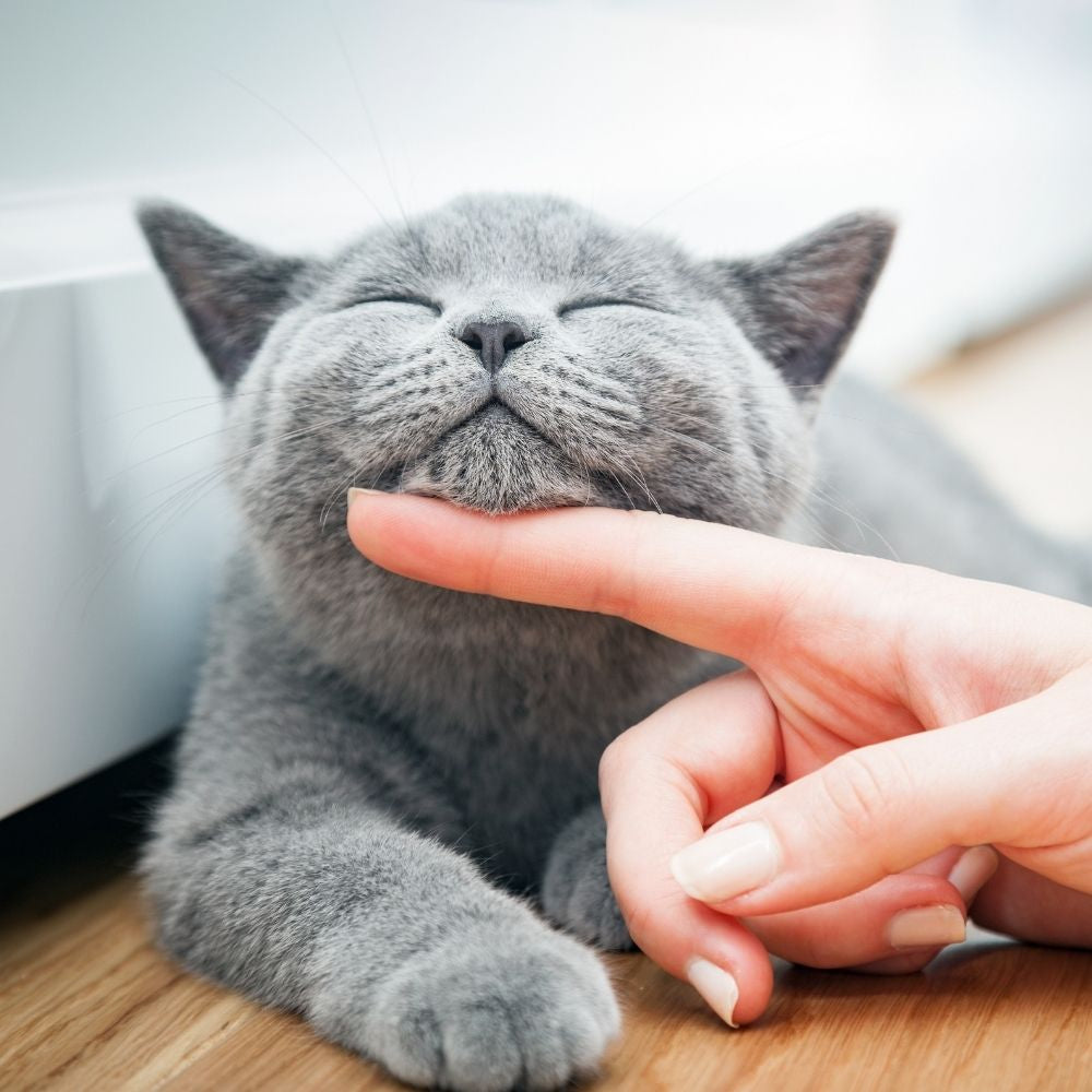 Can I track My Cat with GPS?