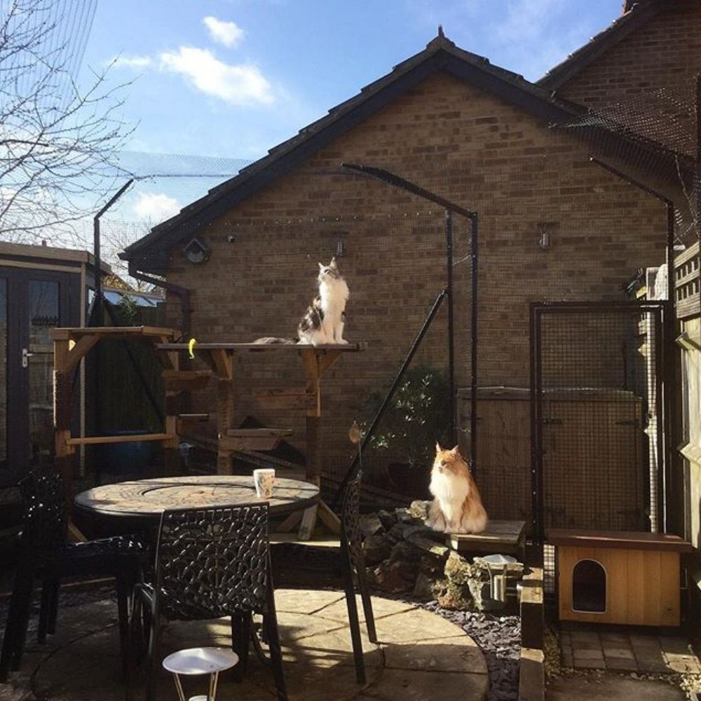 Can You Cat Proof a Garden?