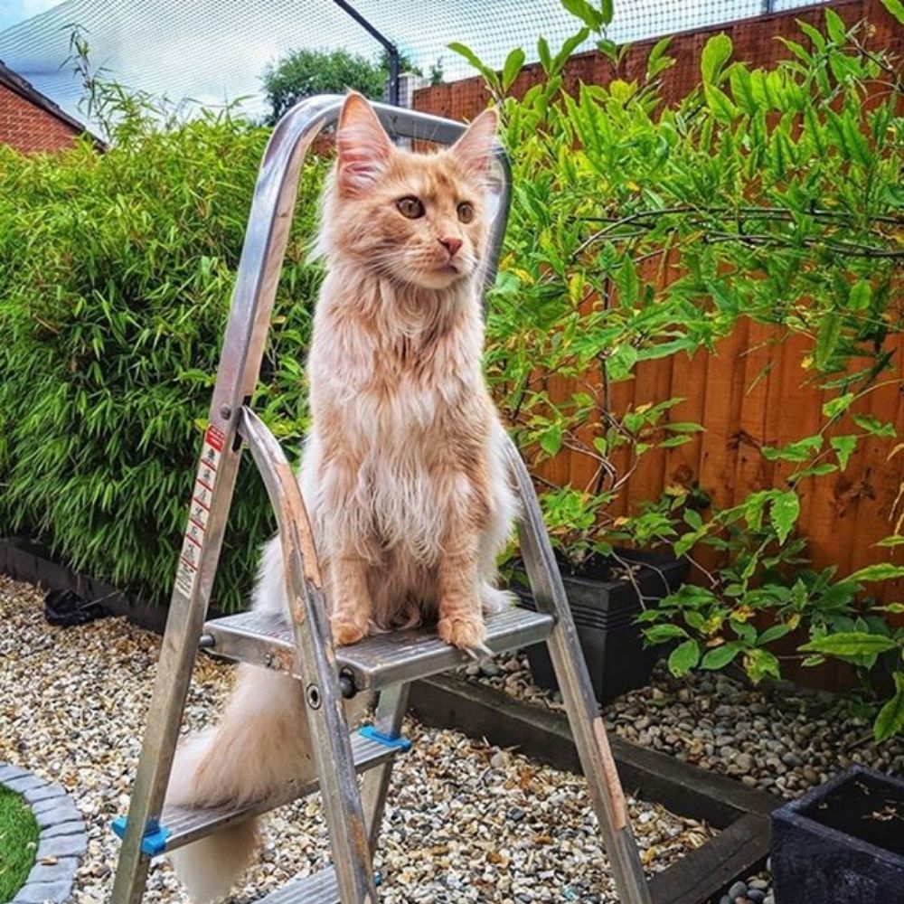 Can You Track a Cat with a Microchip?