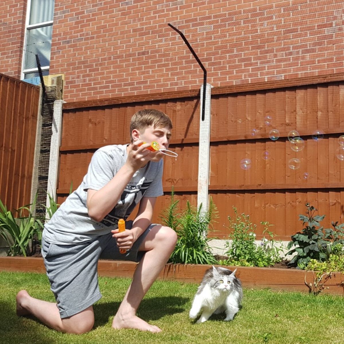 Caring for Cats with FIV