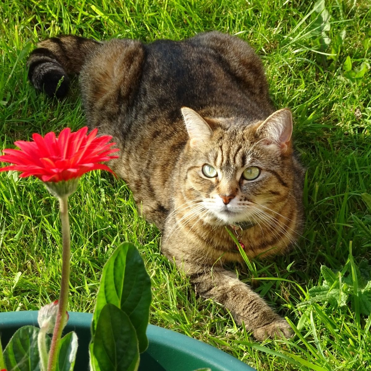 'Cat Angel' Dedicates Her Time to Reuniting Lost Cats