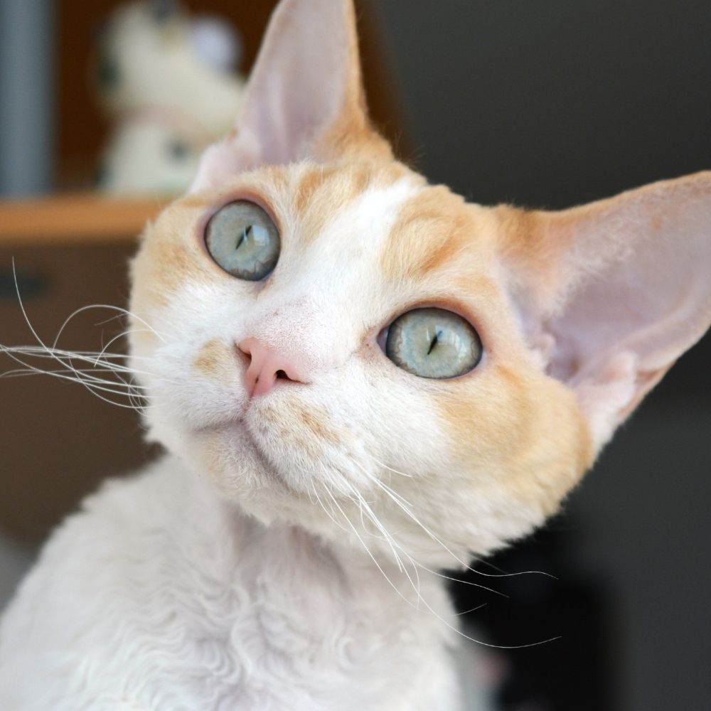 Cat Breeds – Say Hello to the Devon Rex