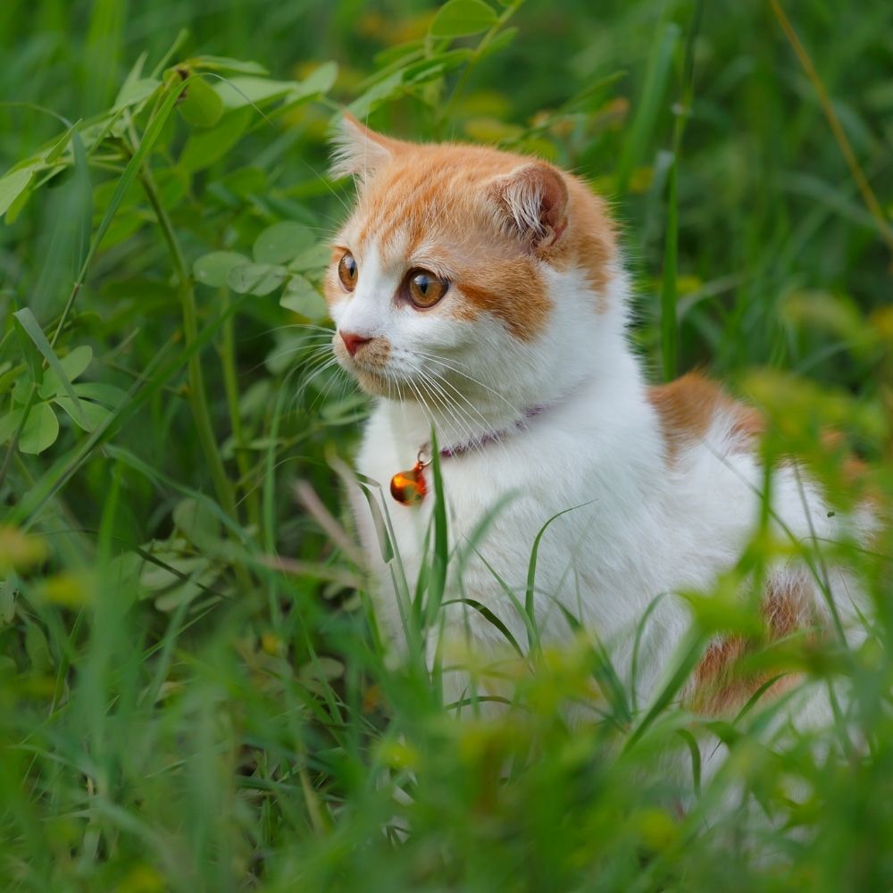 Cat Breeds – The Scottish Fold