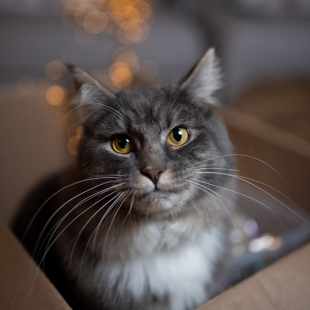 Cat Christmas Gift Guide 2019