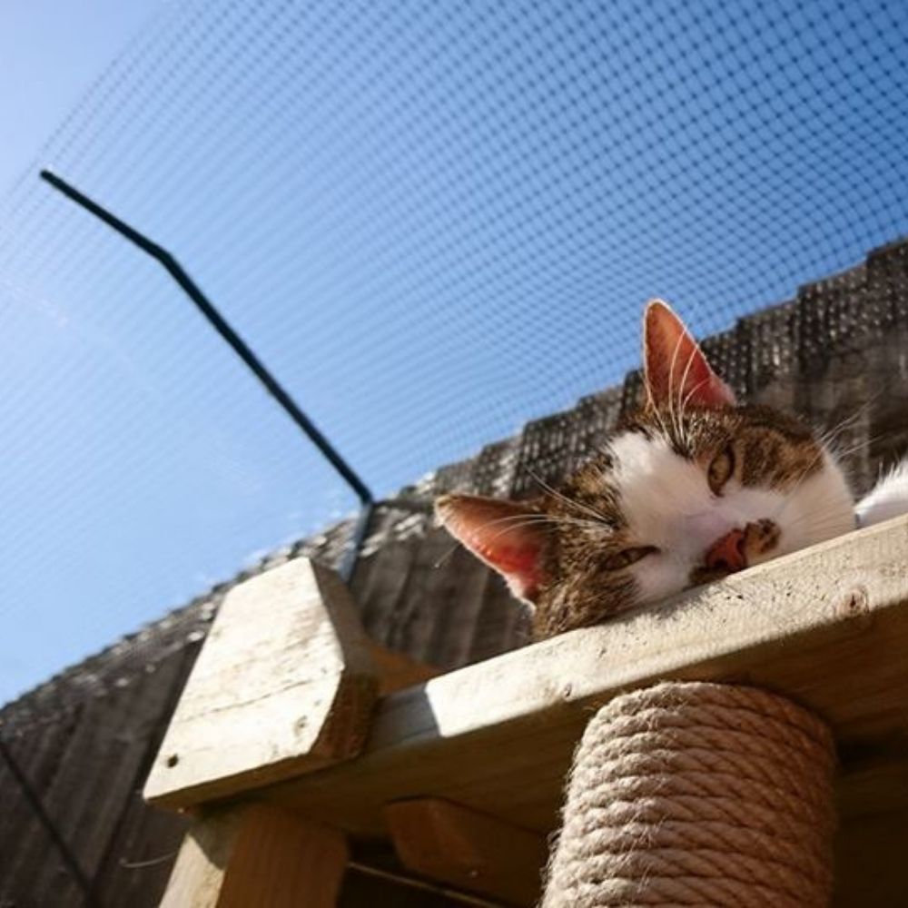 Cat Climbing Towers