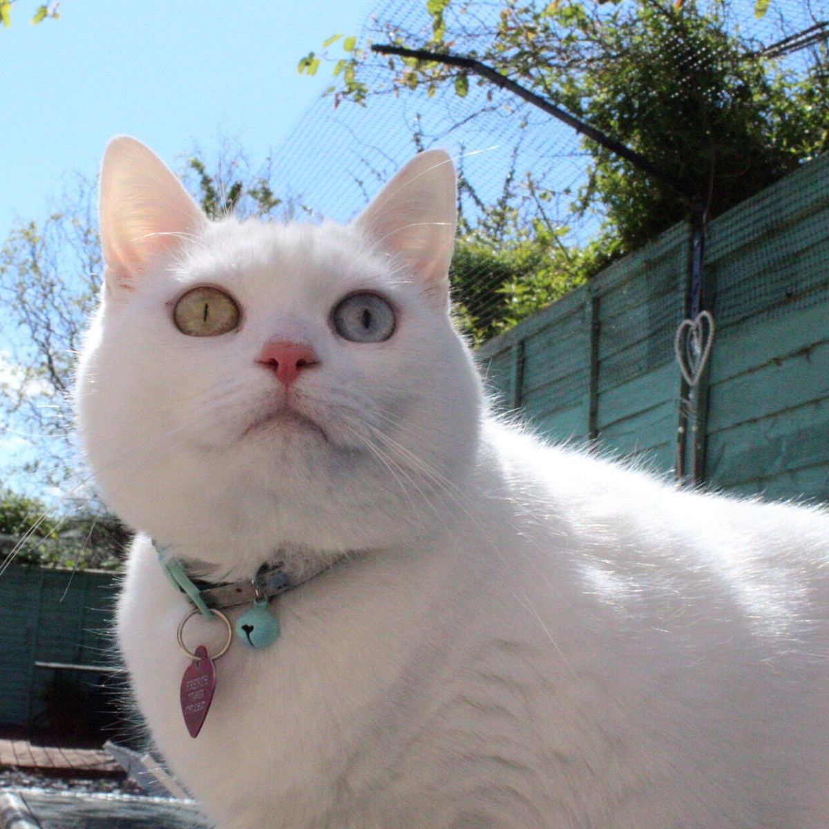 Cat Containment Fencing: The Best Of Indoors And Outdoors