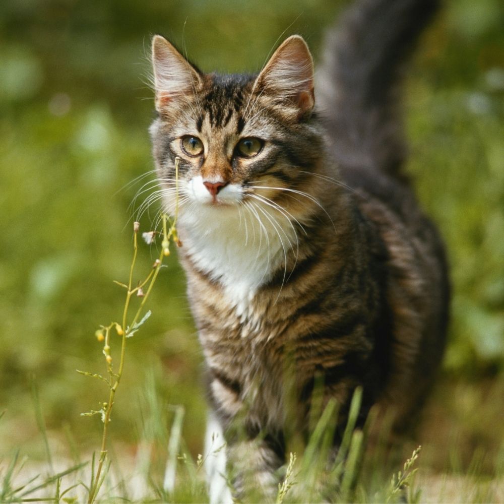 Cat Is Hurled Across the Road by Angry Neighbour