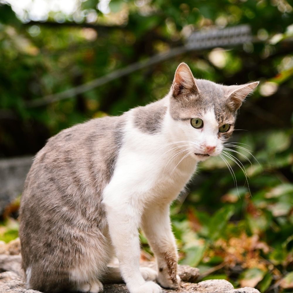 Cat Killer Caught in South West Wales