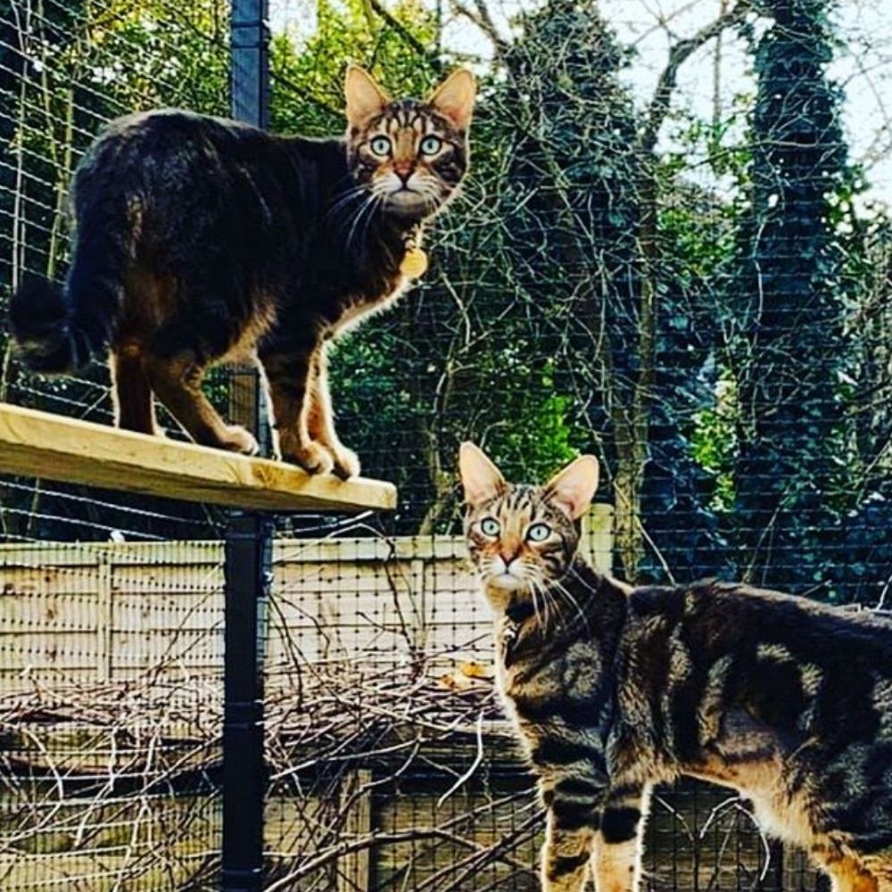 Cat Latrines for your Garden
