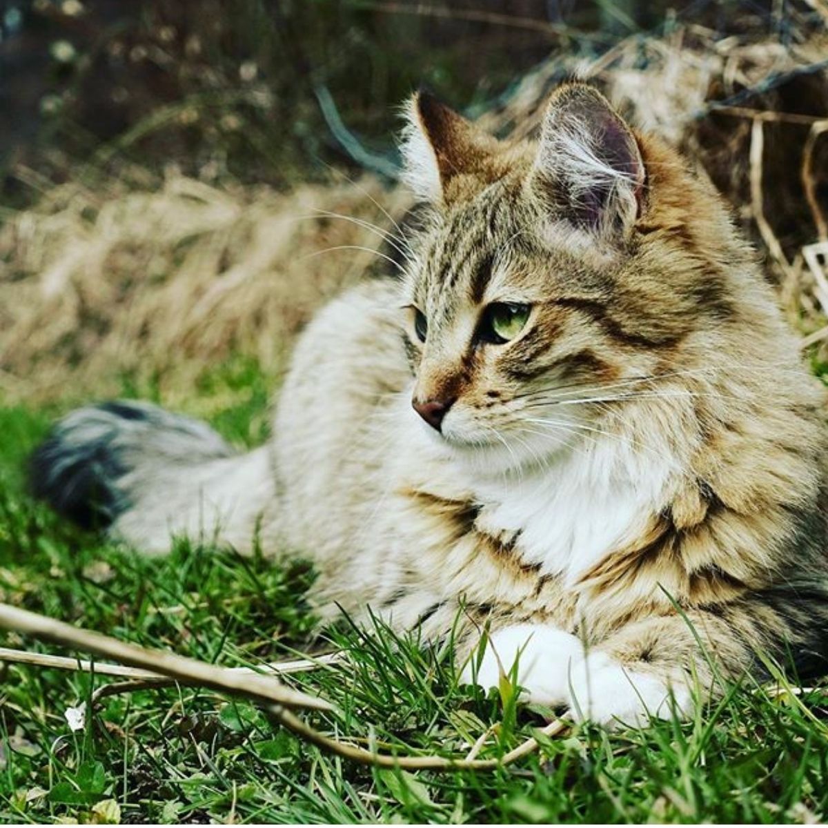 Cat Poisonings Make the Headlines Again