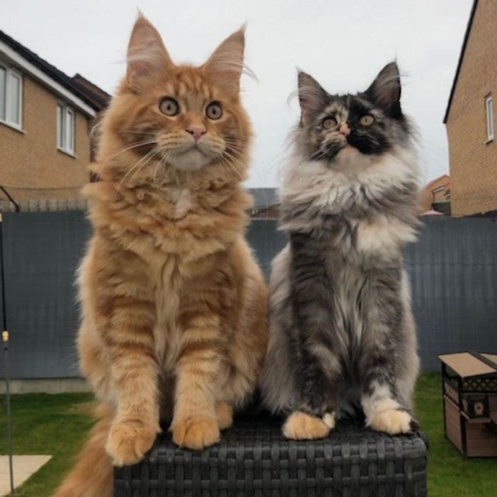 Cat Signals – What’s Your Cat Saying?