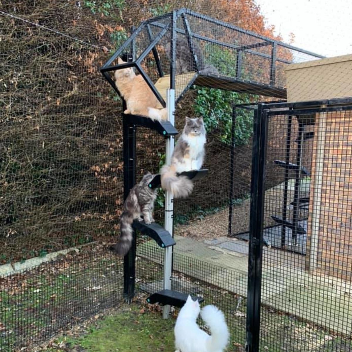 Cat Tunnels