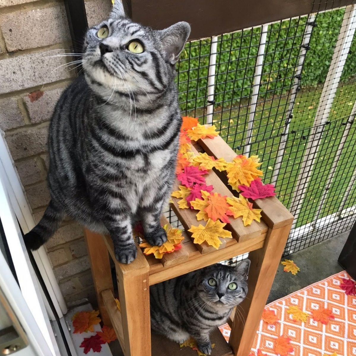 Cat Wars – Scientist Calls for All Cats to Be Kept Indoors to Save Wildlife