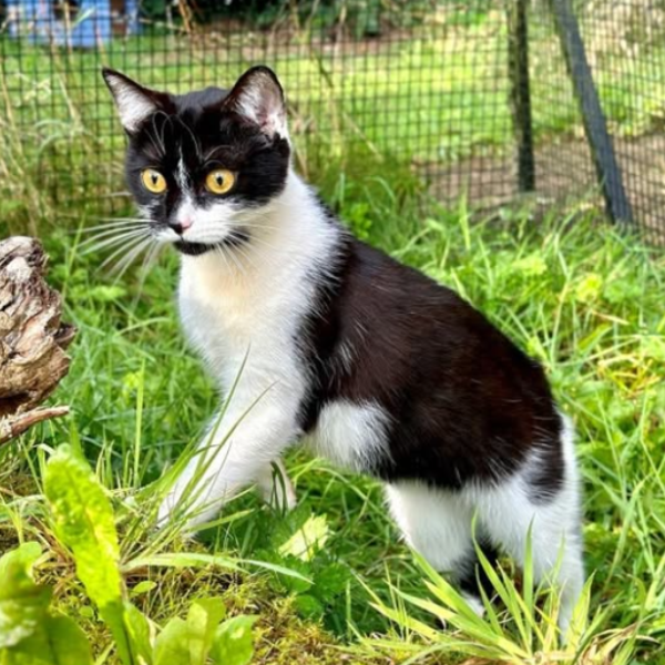 Cat Fence Rollers vs Cat Fence Brackets