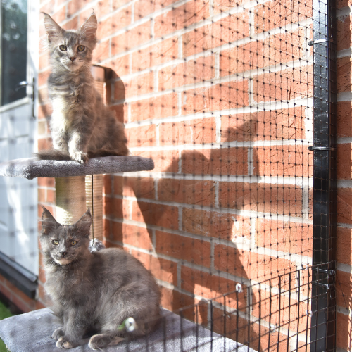 Cat Fencing vs Catios