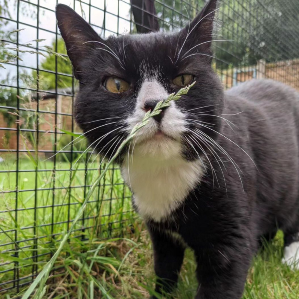 Cat Fencing: Can Neighbourhood Cats Get into my Garden?