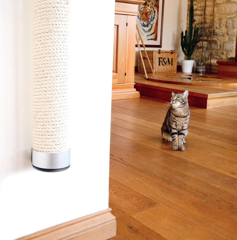 5 Ways To Exercise Your Indoor Cat