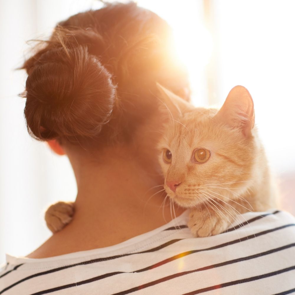 Cats and Covid-19 – What You Need to Know