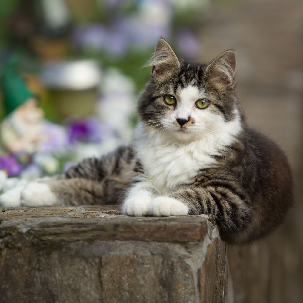Cats and Fireworks
