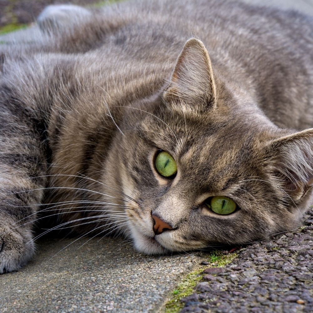 Cats Matter - Interview with Mandy the CoFounder