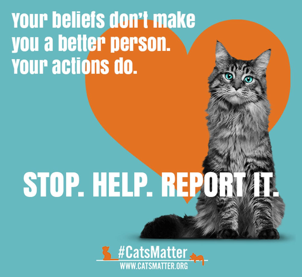 How You Can Help Cats Matter