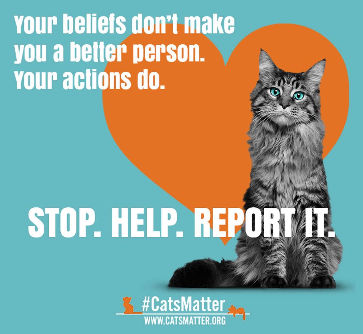 How You Can Help Cats Matter