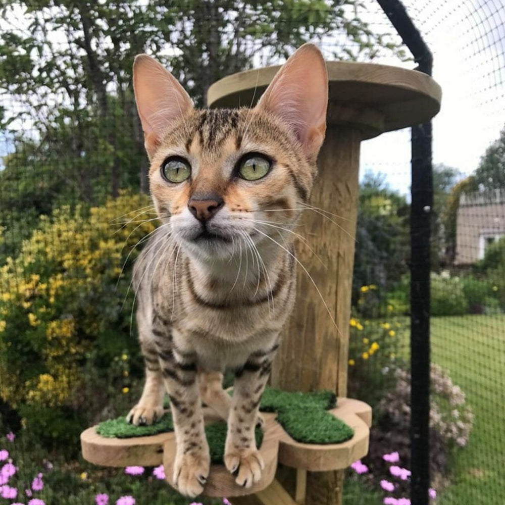 Charities Call for Cat Microchipping to be Compulsory