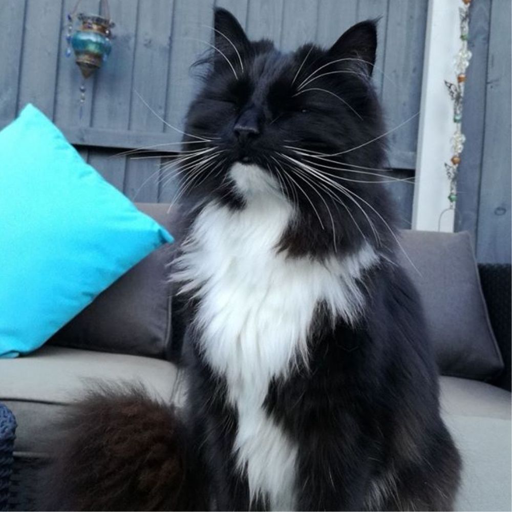 Charity, Cat Chat: 10,000 cats homed Per Year!