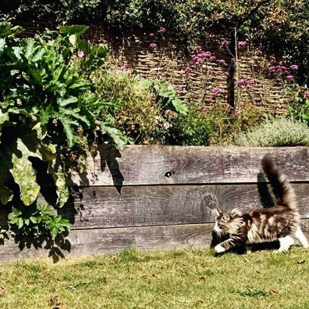 Chilling Out the Rebel Cat in the Neighbourhood