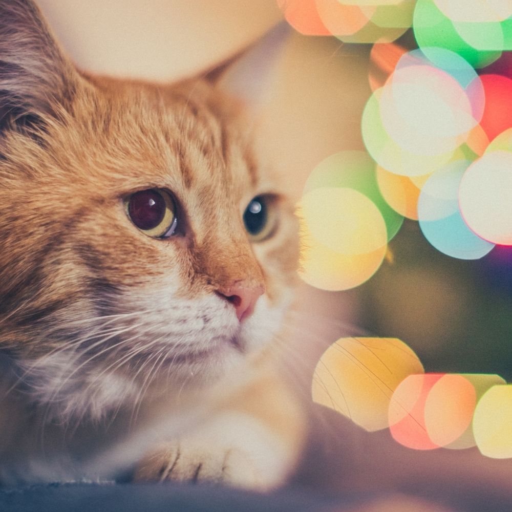 Christmas Dinner and Cats – What Can They Eat?