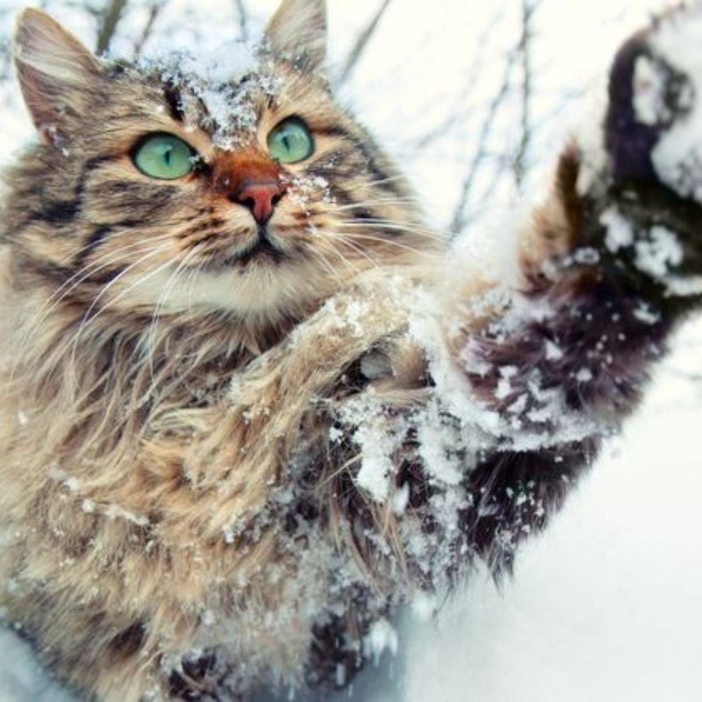 Christmas Gifts for Cats
