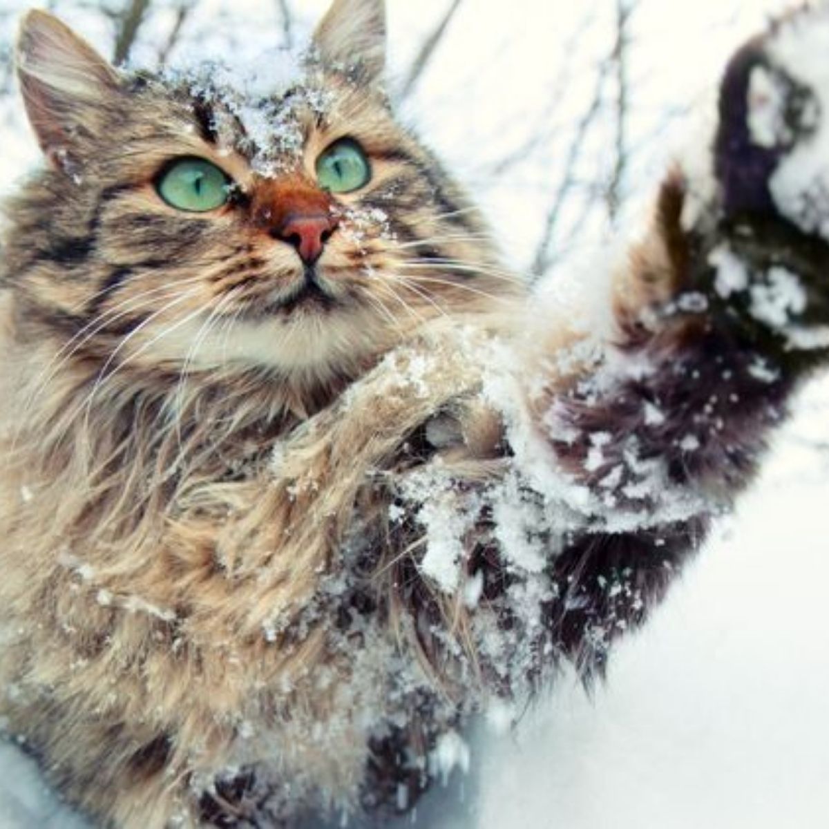 How to Plan a Safe and Happy Christmas Day for Your Cats