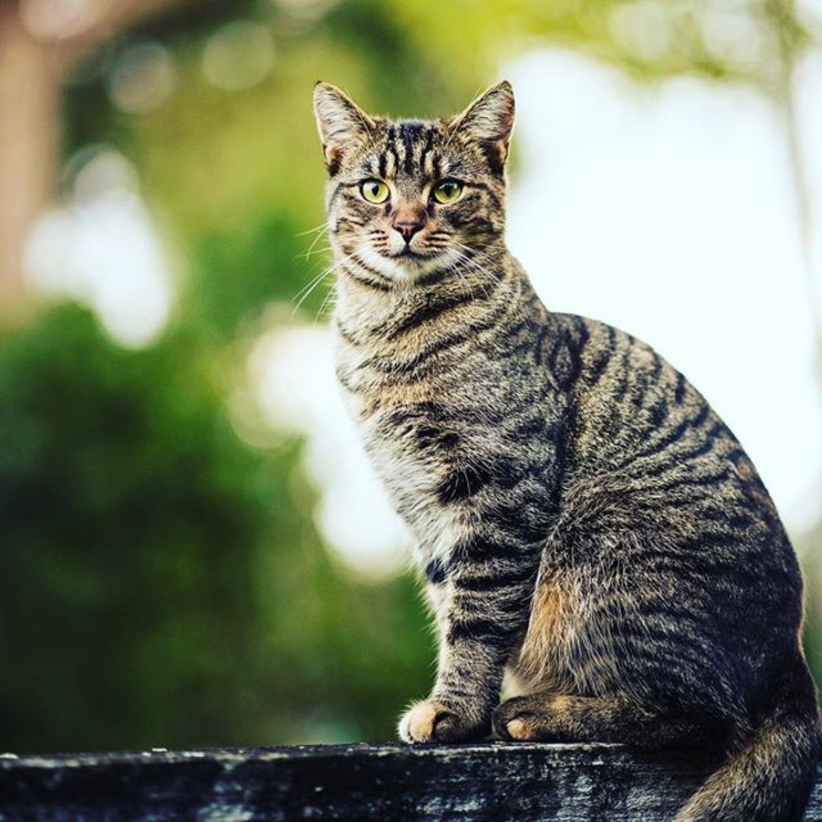 Congratulations to the ‘Street Cats’ Photography Competition Winners