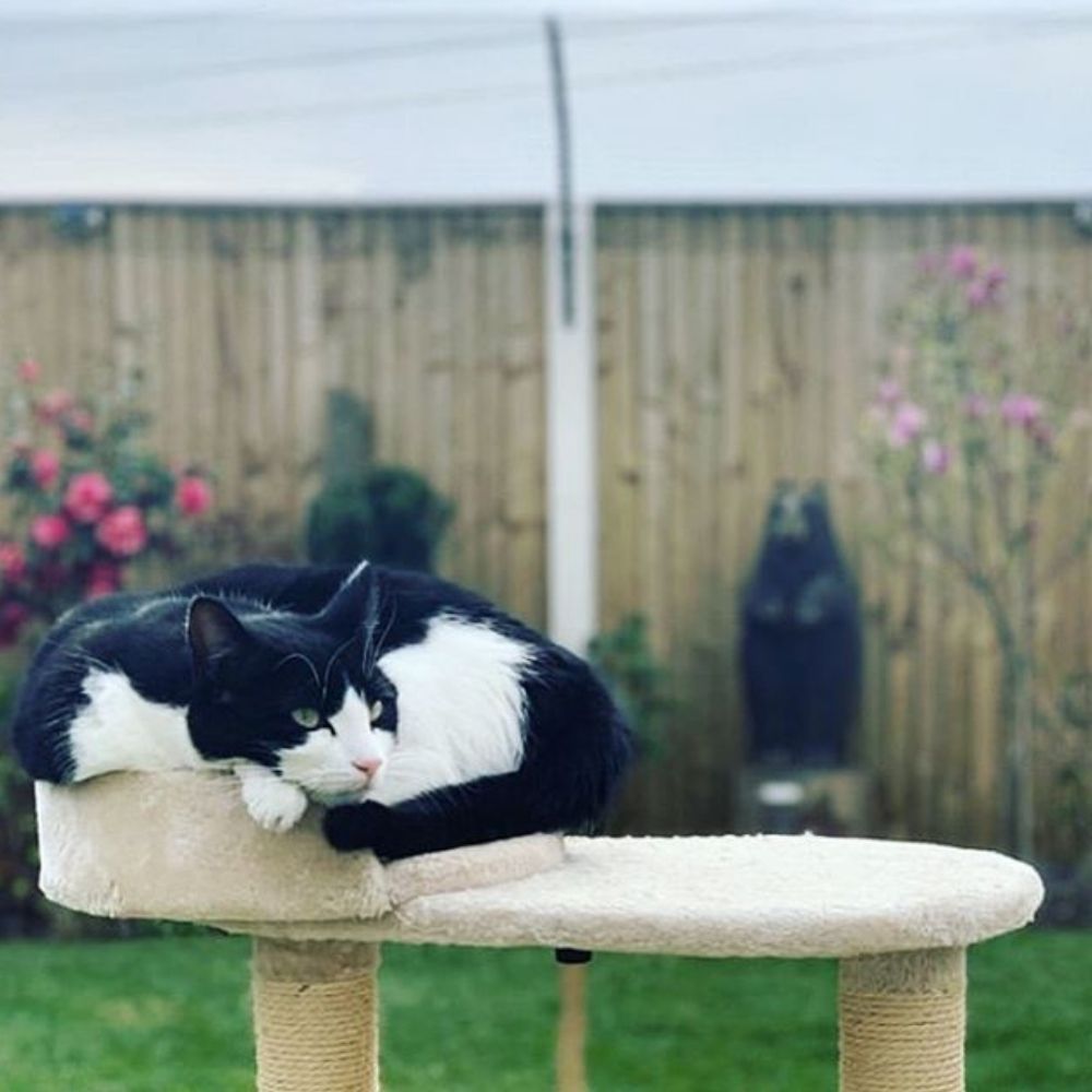 Croydon Cat Killer Documentary - Raising Awareness