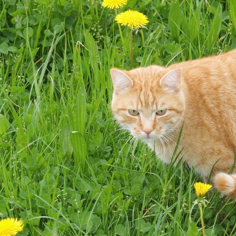 Croydon Cat Killer Now a Nationwide Problem