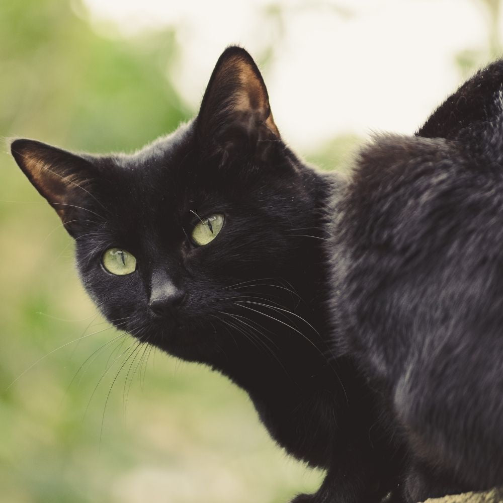 Croydon Cat Killer Strikes Again?