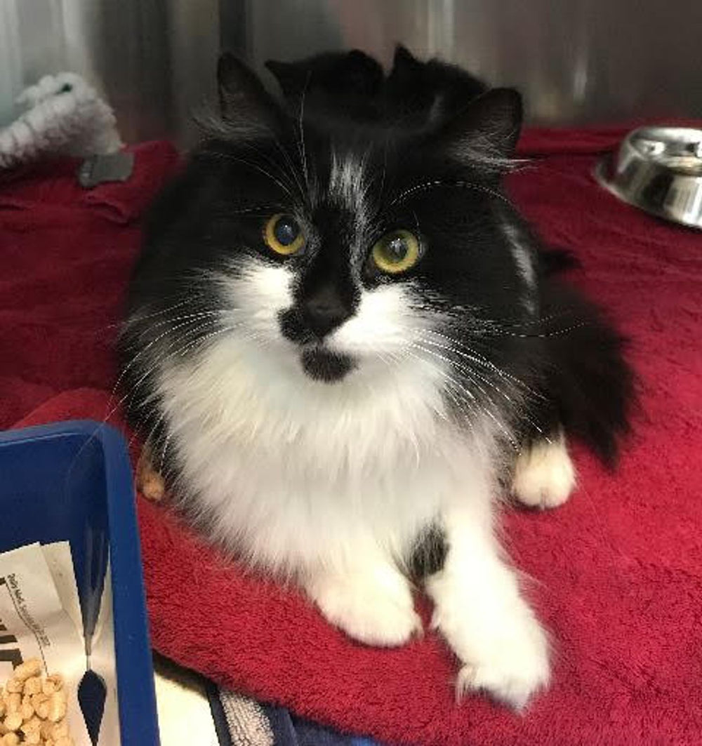 Cat Fans Help Cat Family