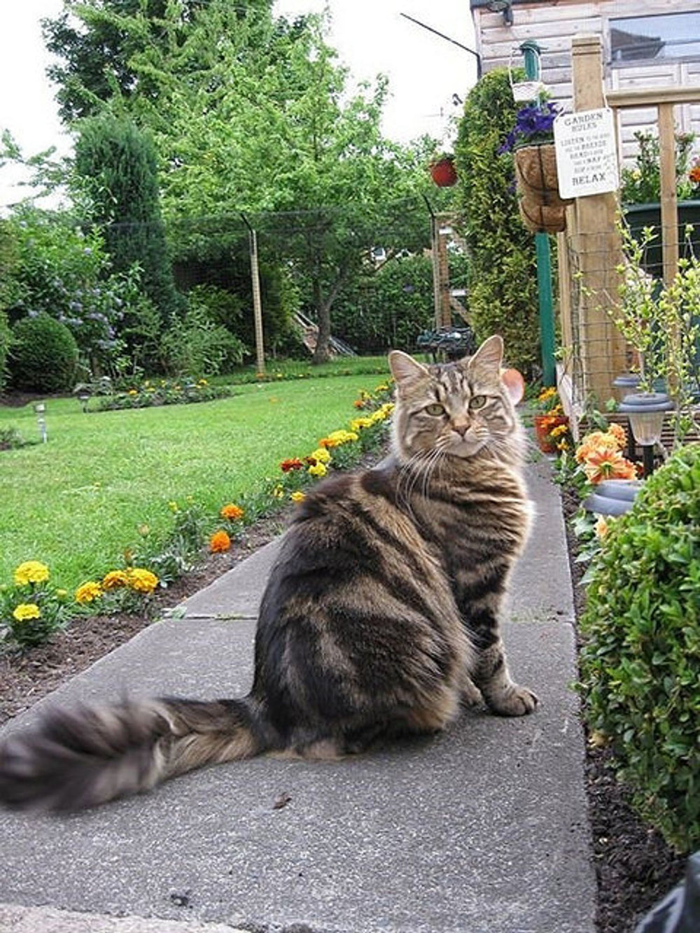 Does Your Cat Really Love You?