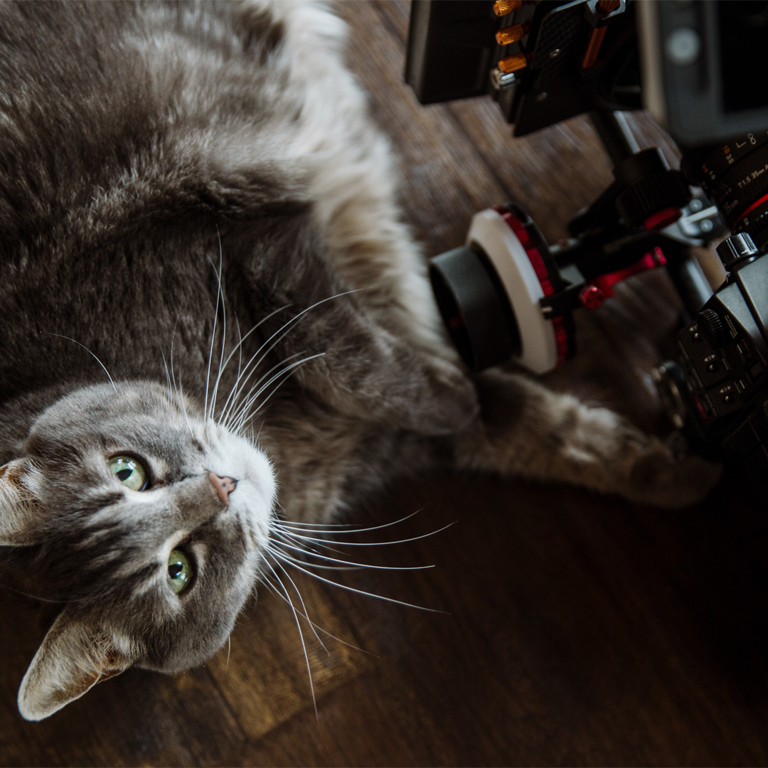 Famous Cats Of The World